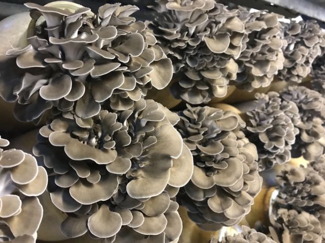 お気に入りの舞茸を自分で刈り取る楽しさ♪あなたはどれにする?