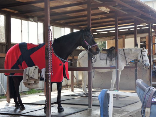 乗馬クラブスリーフィールド 初心者限定 東京から一番近い好立地 手ぶらで乗馬体験 乗馬クラブスリーフィールド じゃらん遊び体験 乗馬クラブスリーフィールド 初心者限定 東京から一番近い好立地 手ぶらで乗馬体験 乗馬クラブスリーフィールド じゃらん遊び体験