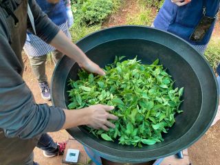 釜炒り茶一番炒りの開始です。200度以上に熱した釜に茶葉を入れて撹拌します。初めは素手で行い、この後、段階的に変化していく茶葉の状態を体感できるようにします。