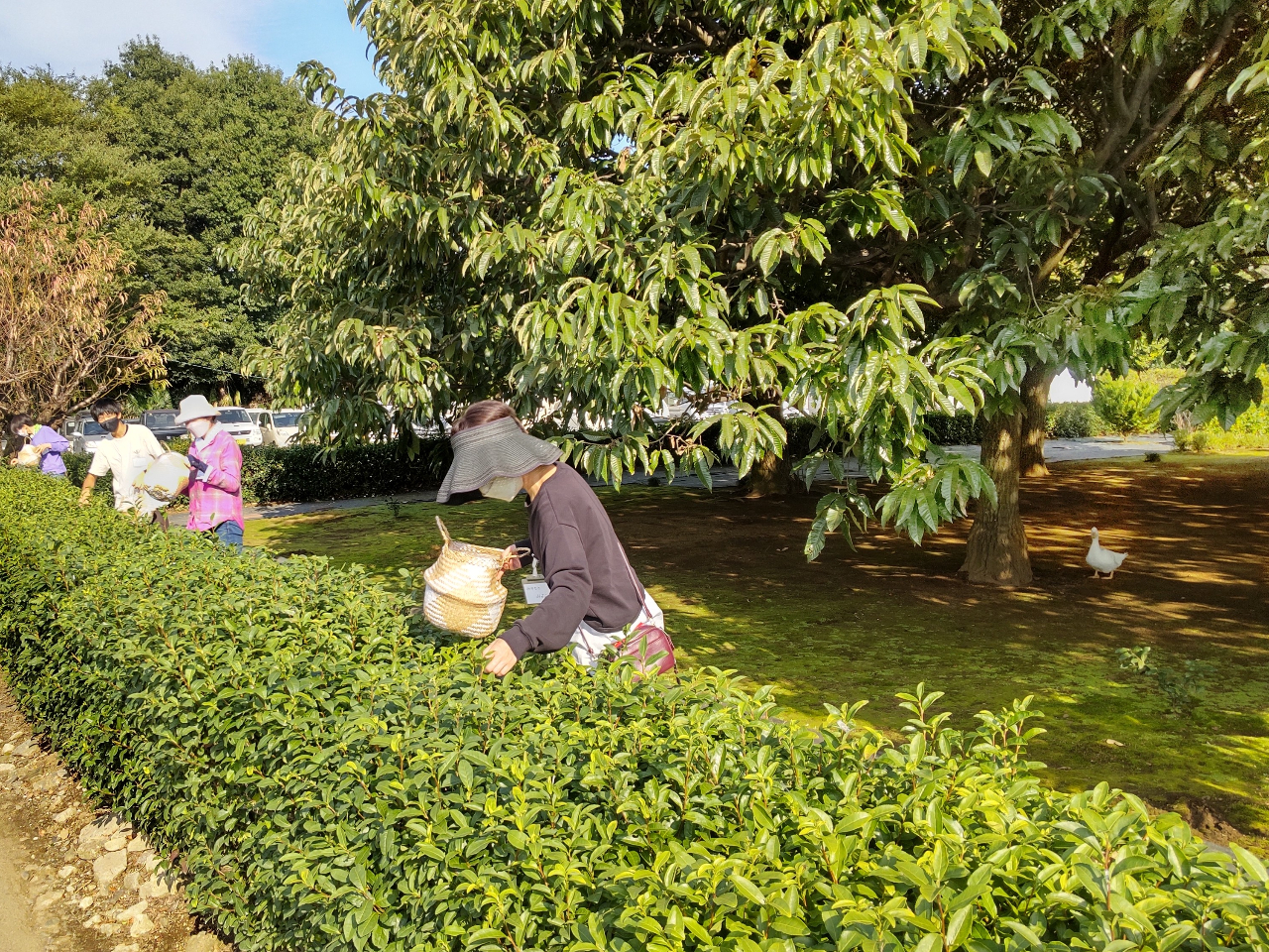 ���t�̎�E�݂͏��߂Ă̕��������Q�����Ē����Ă��܂��B�u���t��E�ގ��Ԃ��A�ƂĂ��W�����āA����ȂɊy�����Ƃ͎v��Ȃ������v�Ƃ������������̕����璸���Ă��܂��B