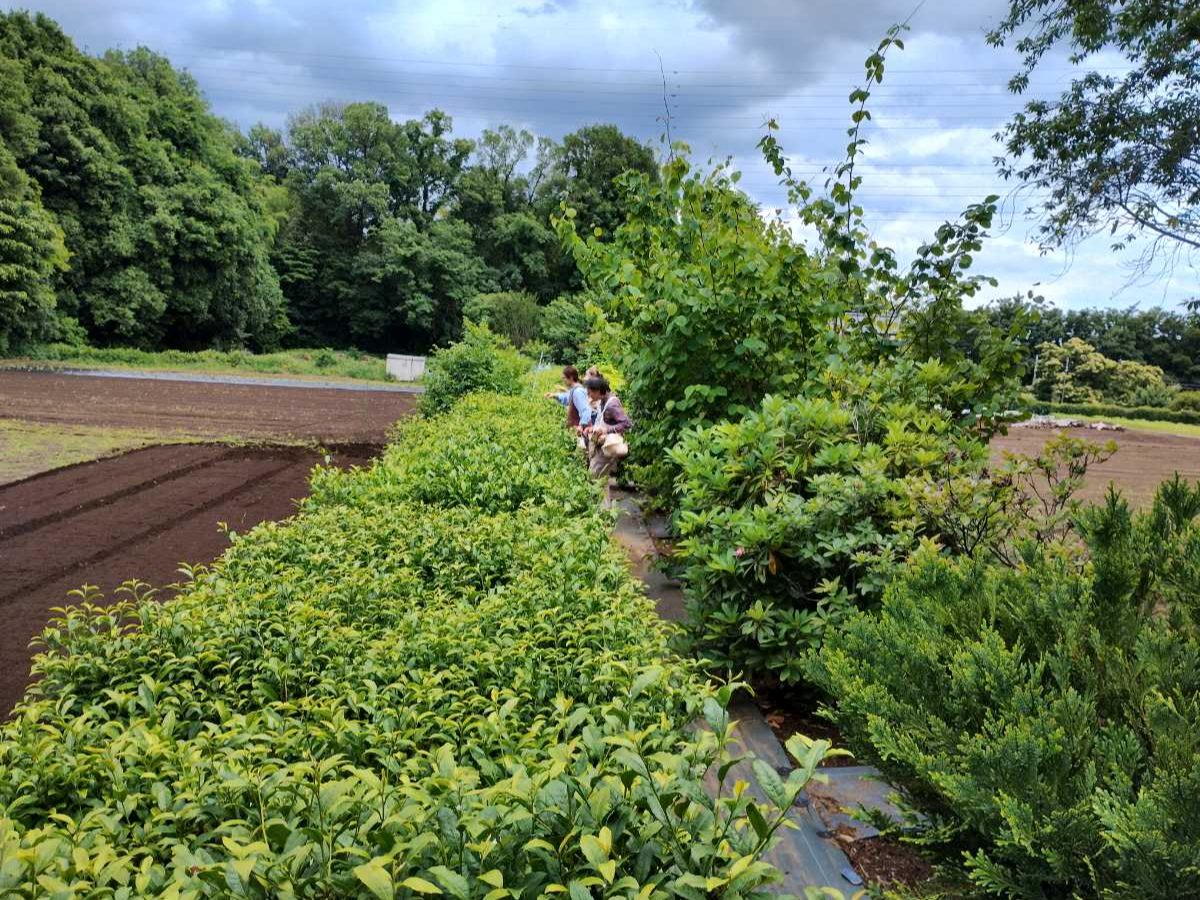 ��E�݂����Ē������̖؂́u�l�Ȓ��v�Ƃ��Ďg�����؂ł�����A�s�S����25�q���̋߂��ꏊ�ɂ��_�������i�������Ē�����ꏊ�ŁA���R�ɐG��鎞������Œ����܂��B