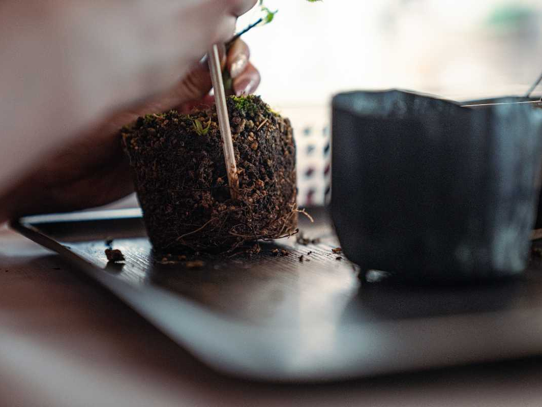 �~�͕c�̍���I�o�����āA�V���������o�Ă���]�n������܂��B�~�͂Â���̌��ł͓y�𗎂Ƃ��A����؂�A�V�������ɐA���A�邽�߂ɕK�v�ȏ������ς܂��܂��B