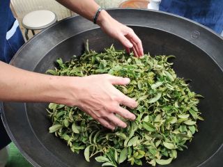 釜の温度は200度以上にしてから、一番炒りが始まります。開始時点は茶葉には素手で触れることができ、茶葉の水分が蒸発するときの手触り感を確認できます。