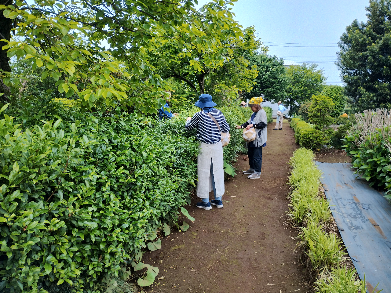 ��1���ԁA���t����E�ݒ����܂��B���R�[�X�ł́A��l600�����x�̓E�̂𒸂����Ƃ�ڕW�ɂ��Ă��܂��B