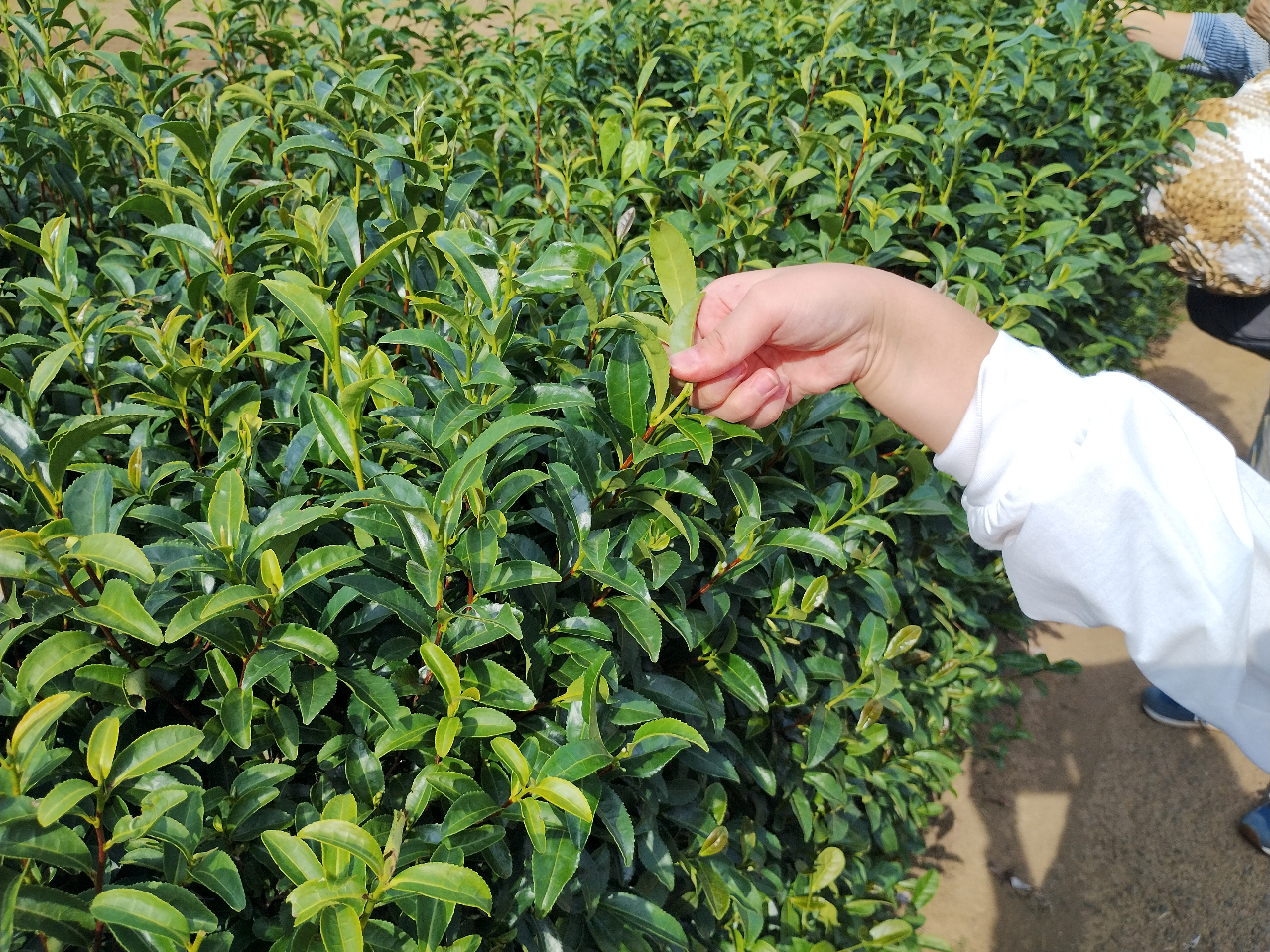 ���t�͈�c��t�������Ɏ�E�݂��܂��B�s����������̂ł͂Ȃ��A�s��܂�悤�ɂ���ƁA��ۂ悭�E�̂��邱�Ƃ��ł��܂��B