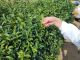 茶葉は一芯二葉を原則に手摘みします。茎を引っ張るのではなく、茎を折るようにすると、手際よく摘採することができます。