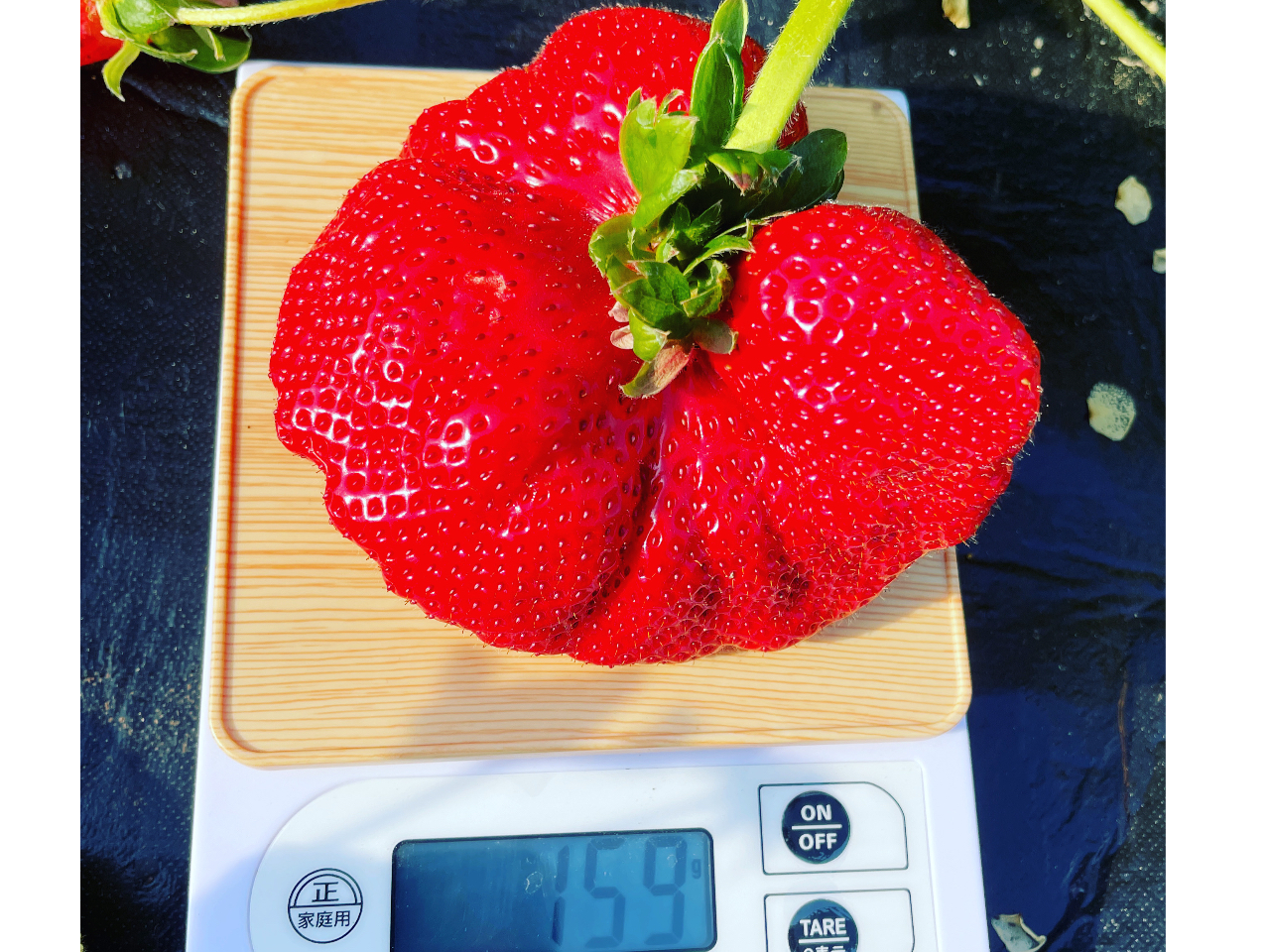 こんな巨大イチゴに成長しました。