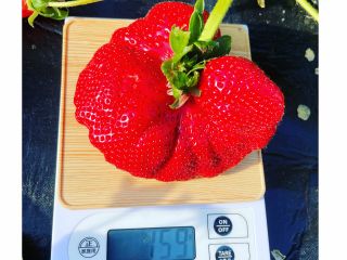 こんな巨大イチゴに成長しました。