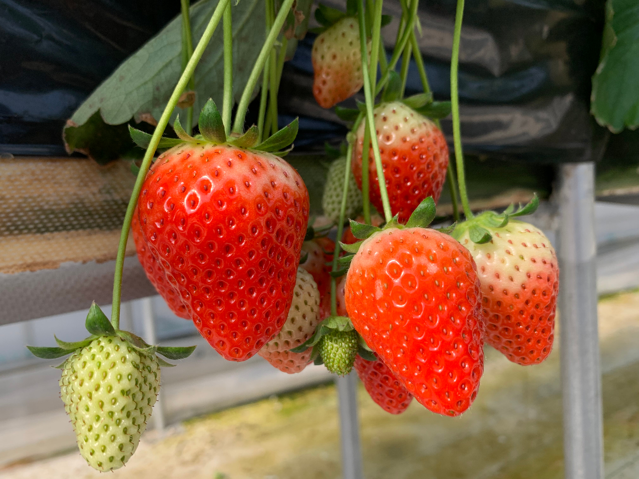 Âđ傫HוI^ԂȂRpӂĂ҂Ă܂