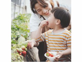ご年配の方もお子さまも楽にいちご狩りをお楽しみいただけるよう工夫をしております。