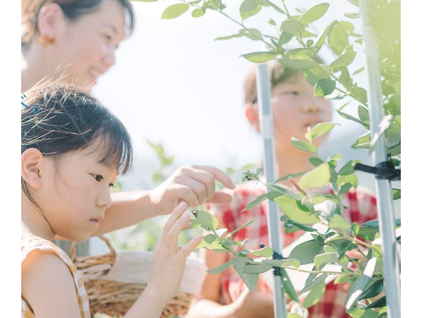 �u���[�x���[���L�����؂̎ʐ^1