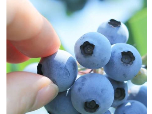 �u���[�x���[���L�����؂̎ʐ^3