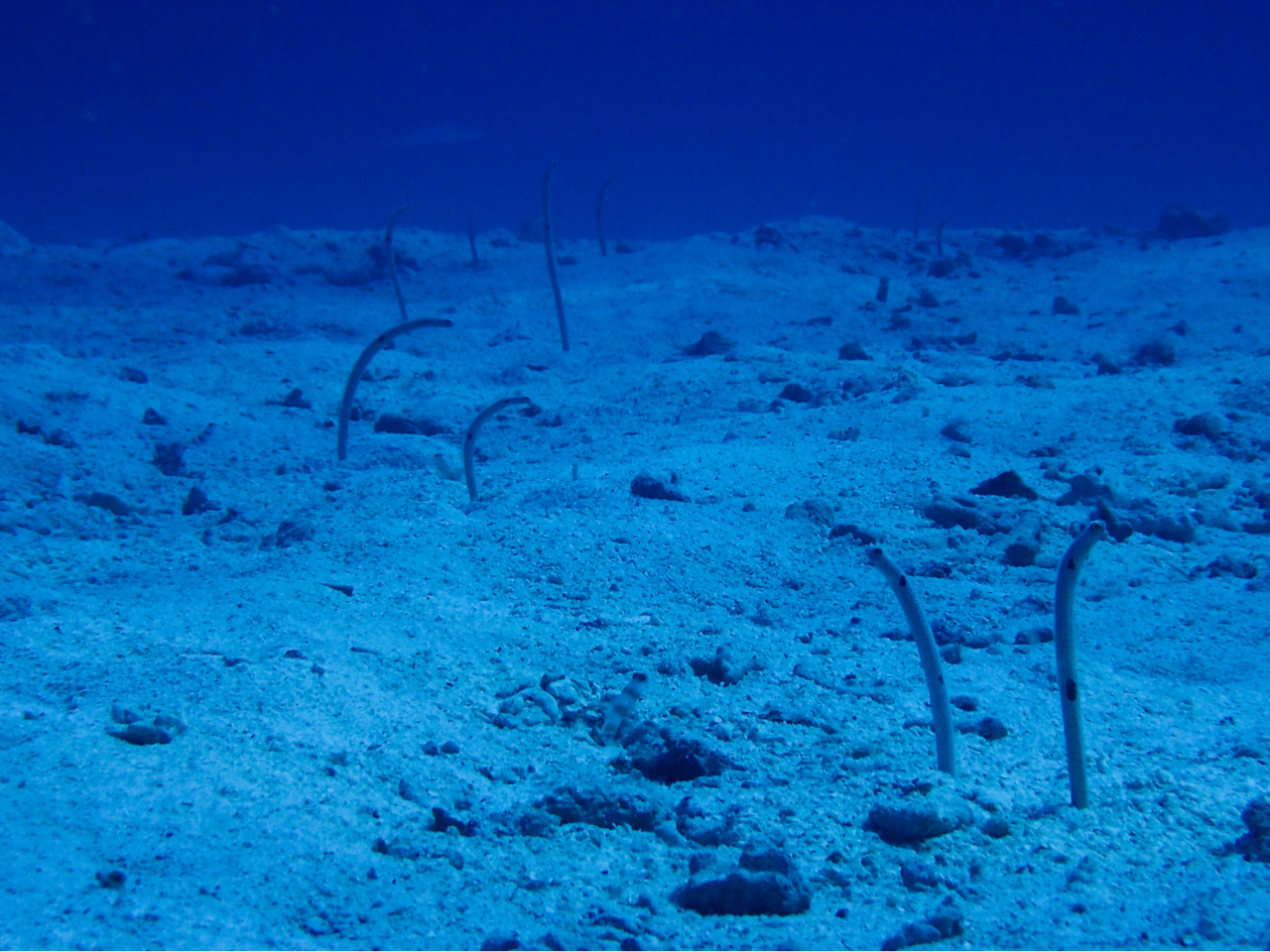 ̌_CrOł`AiSɉɍs܂