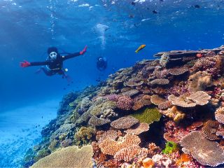 水納島のサンゴ礁とカラフルな魚たち☆