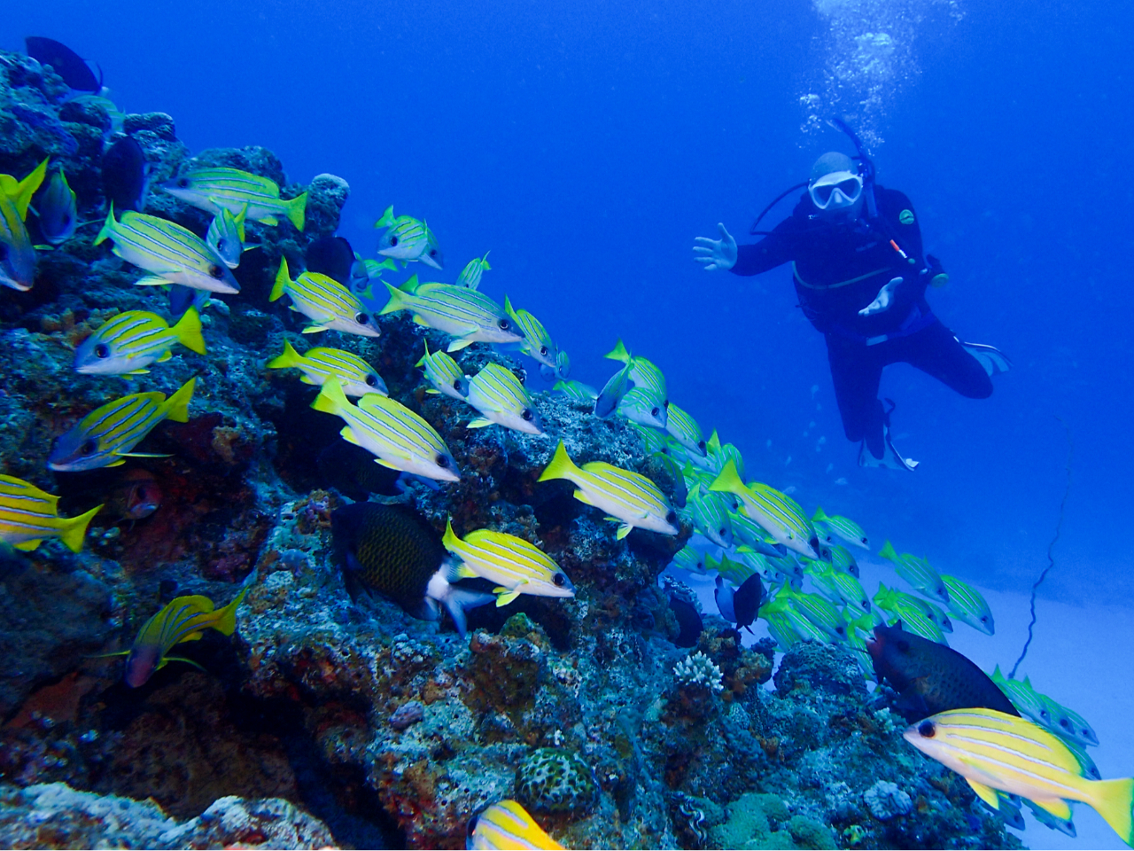 [̐[̍ƃXWtG_ČQꁙ