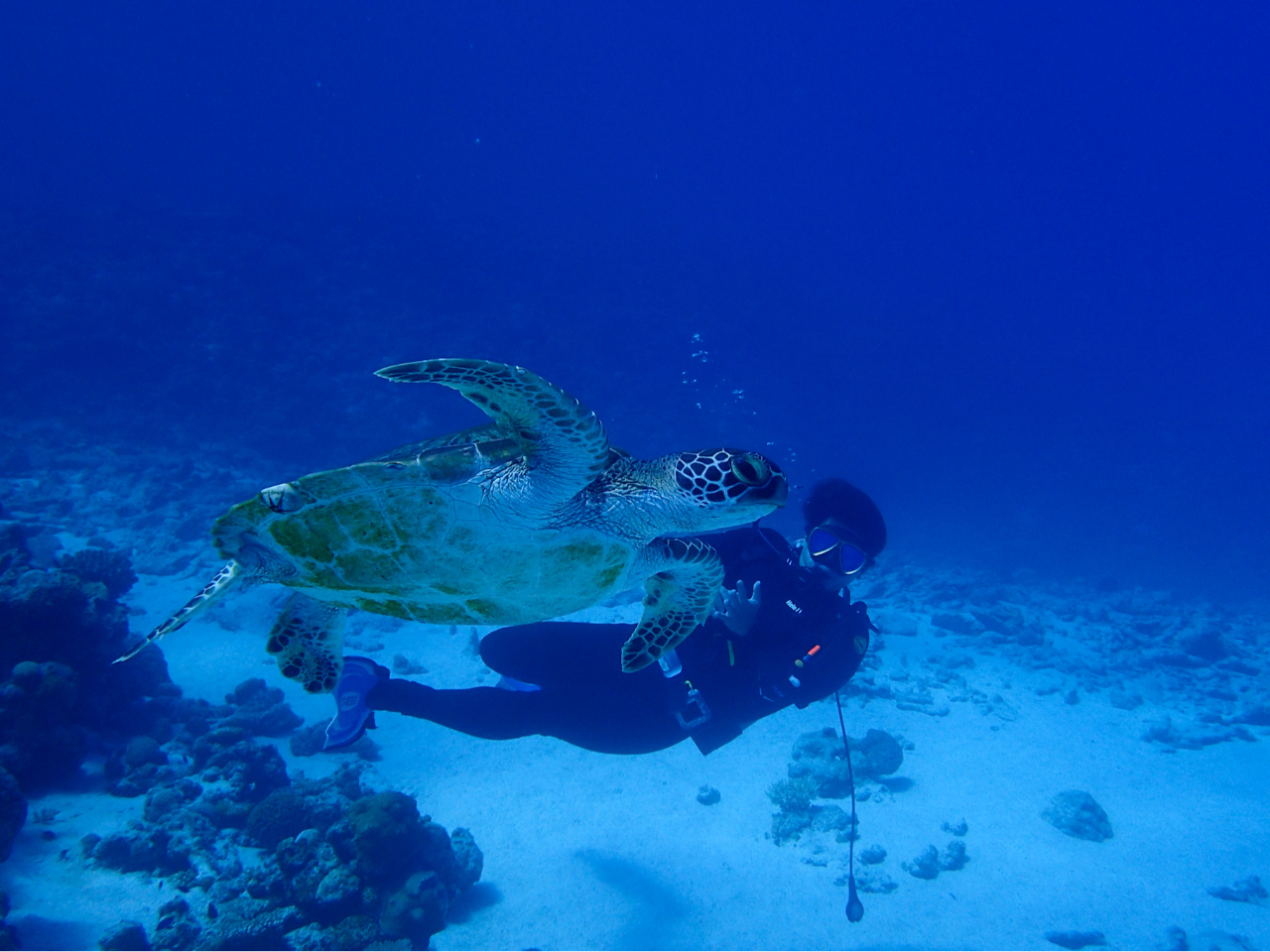 ^ǂ΃AIE~KƉj聙̐͏Ȃ߁Ao烉bL[I