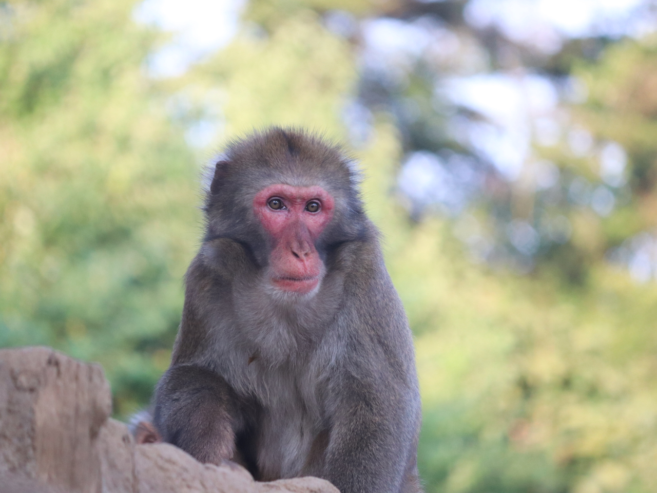 �Z��ڃ{�X�U���F�g����