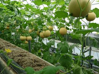 栽培しているメロンの品種は「ころたん」と言います。冷えたメロン(ころたん)を当日お召し上がりいただけますよ♪