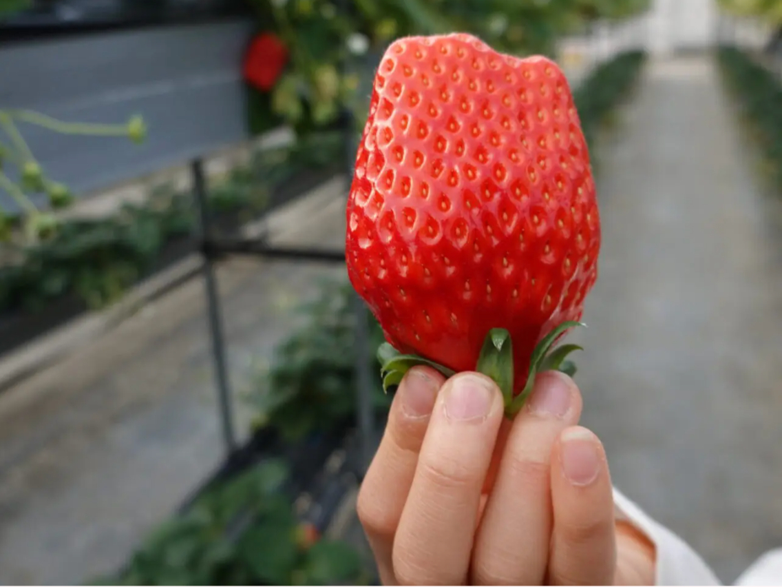 �Â��Ĕ����������������H�ו���ł��I