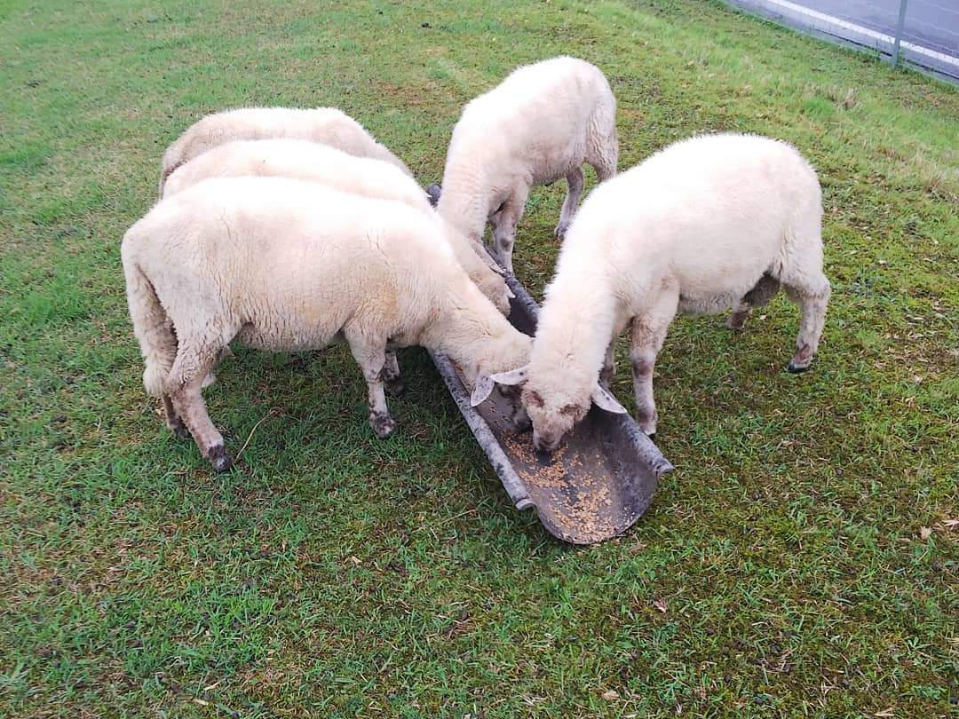 平日プラン※】＼＊1組限定！！＊／ひつじさんとのふれあい体験♪餌を