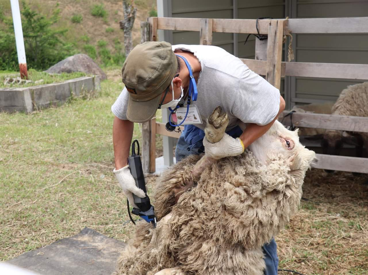 日曜日＆人数限定！【ひつじさんの毛刈り体験】ふわふわの毛を刈る貴重