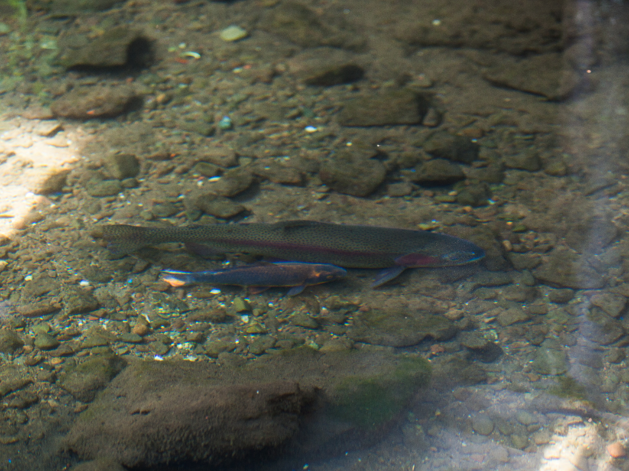 NrŃjW}XC悳ɉjł܂B