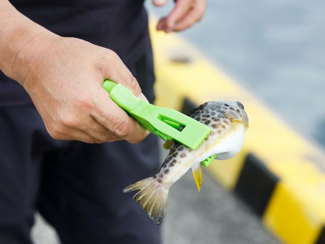 レンタルに含まれる、魚つかみ。トゲのある魚や、触りたくない魚をつかむのに便利。