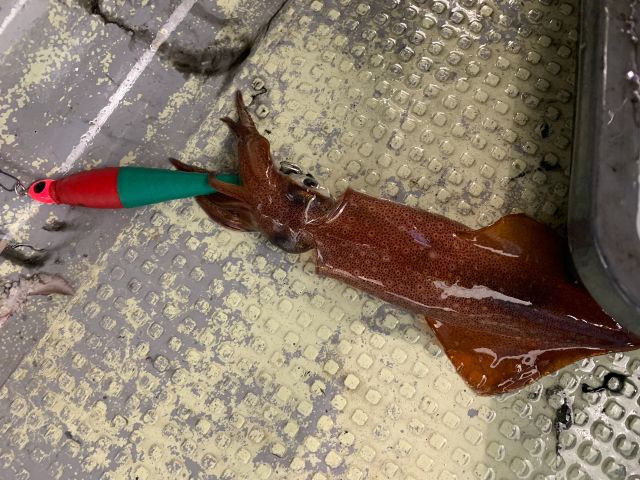 夜釣り(ヨタキ)のイカ釣りイカメタルにも使えるロッドです