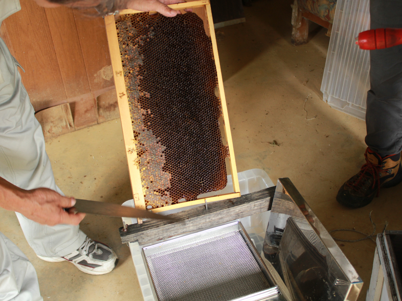 やんばる】【みつばち体験】ミツバチについて楽しく学ぼう！/アスムイ