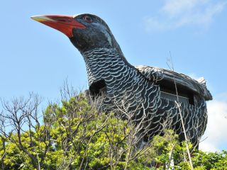毎日ヤンバルクイナと一緒、奇跡と神秘の郷やんばるで地元の人々とふれあい、自然と文化を満喫♪