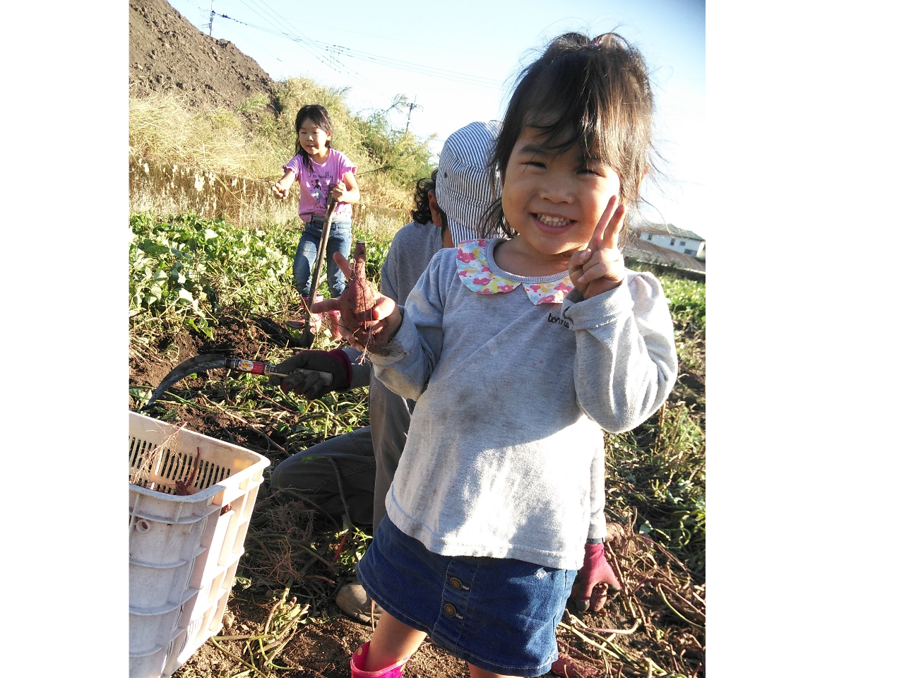 おっきい芋がたくさんとれました!!