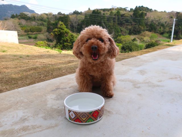 抱っこできるペットちゃんはご一緒に入店いただけます♪