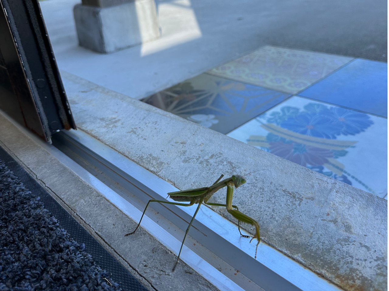 時には鳥や昆虫さん達のご来店も・・・