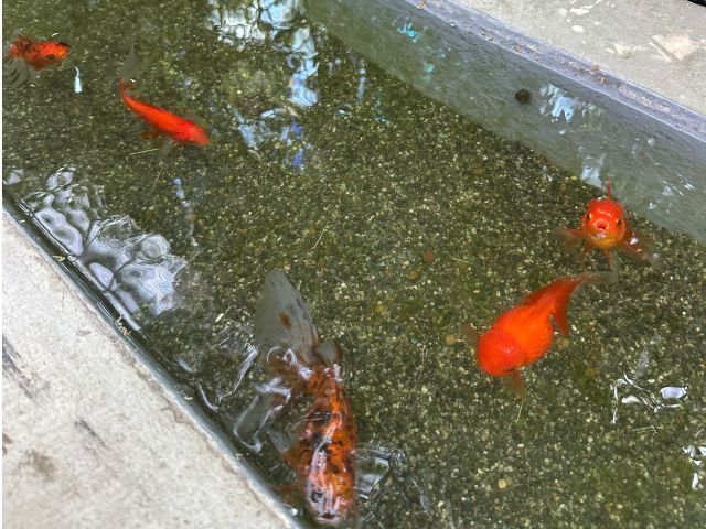 店内の池では金魚やめだかが気持ち良さそうに泳いでいます。