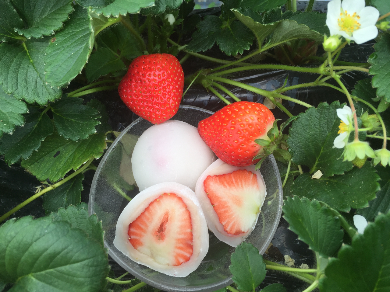 쌧IWiíuʂPvł邢啟łI