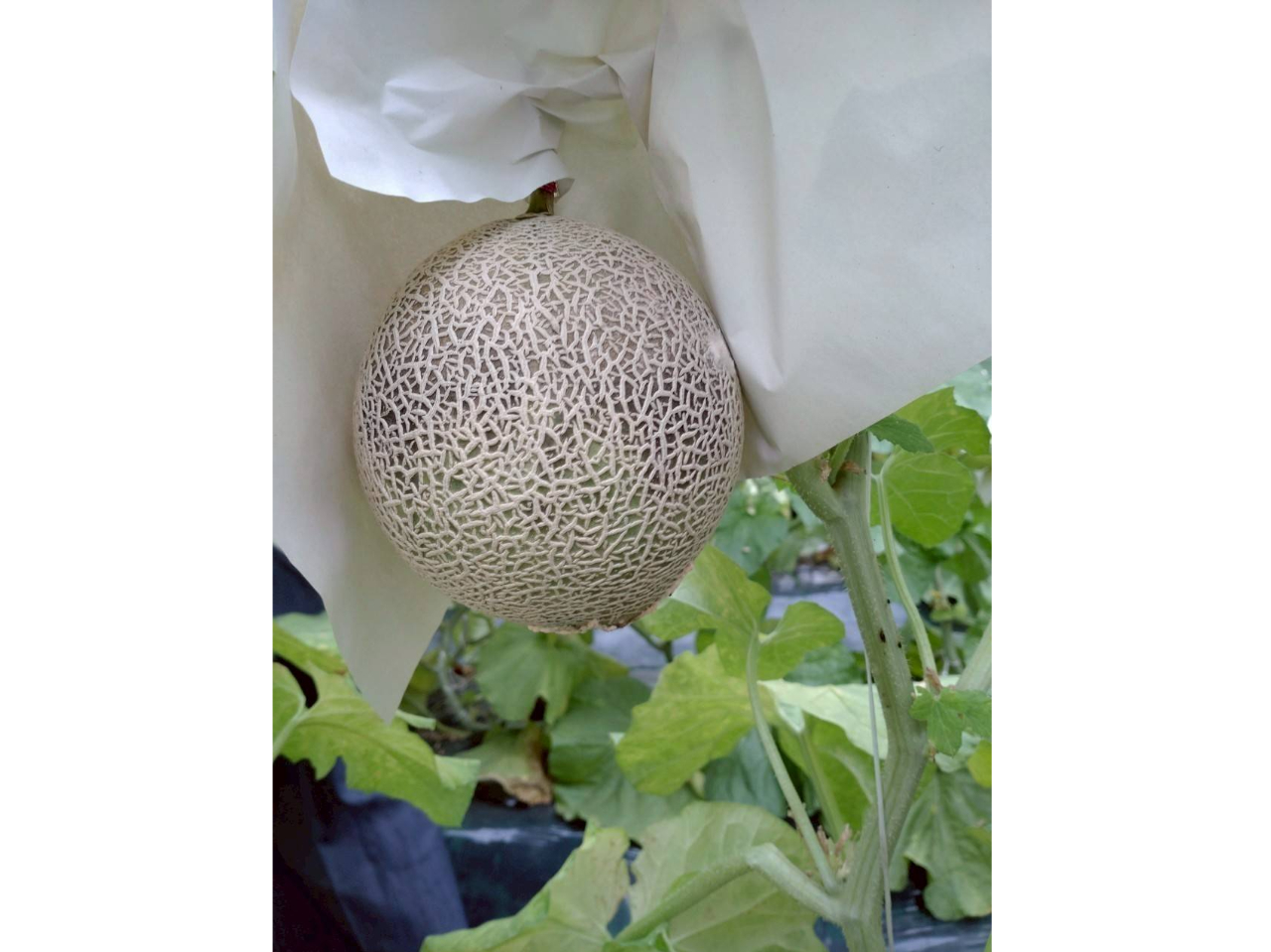 *:_【福井・あわら】\自然の恵みを五感で楽しむ/旬の野菜収穫orメロン収穫体験...