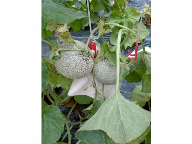 鮮度抜群のメロン!収穫体験は夏の思い出にも◎