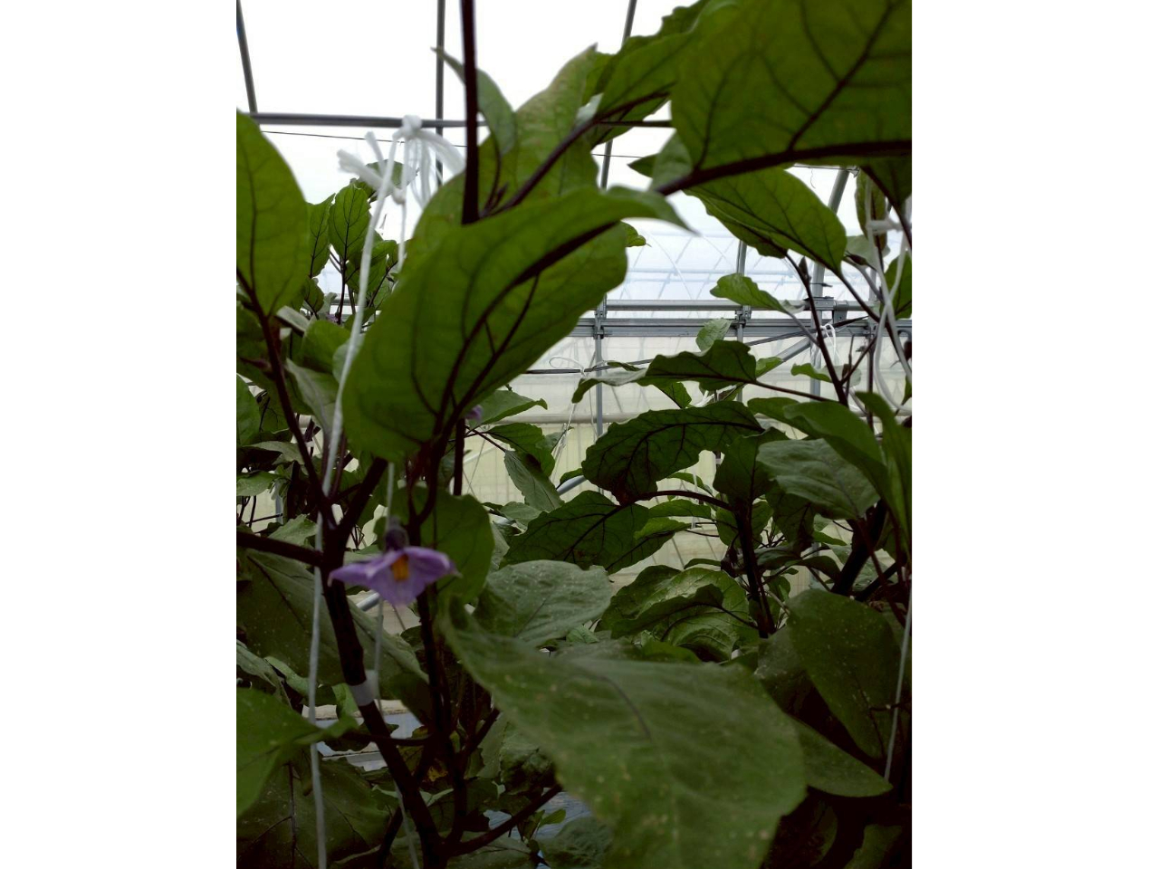 季節ごとに旬の野菜を収穫いただけます