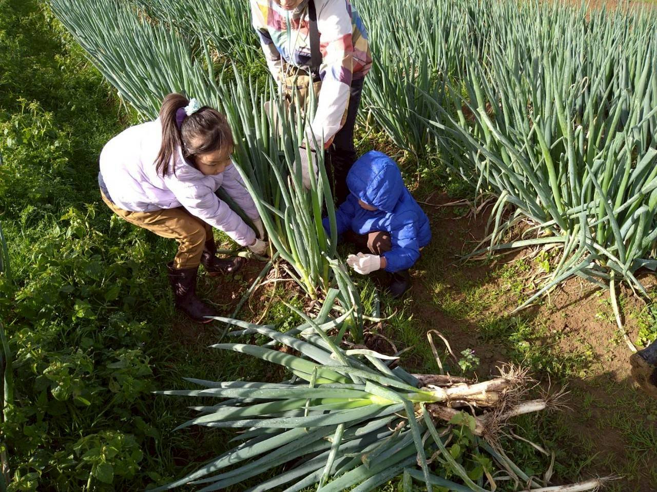 家族連れで収穫体験は一生の思い出に◎