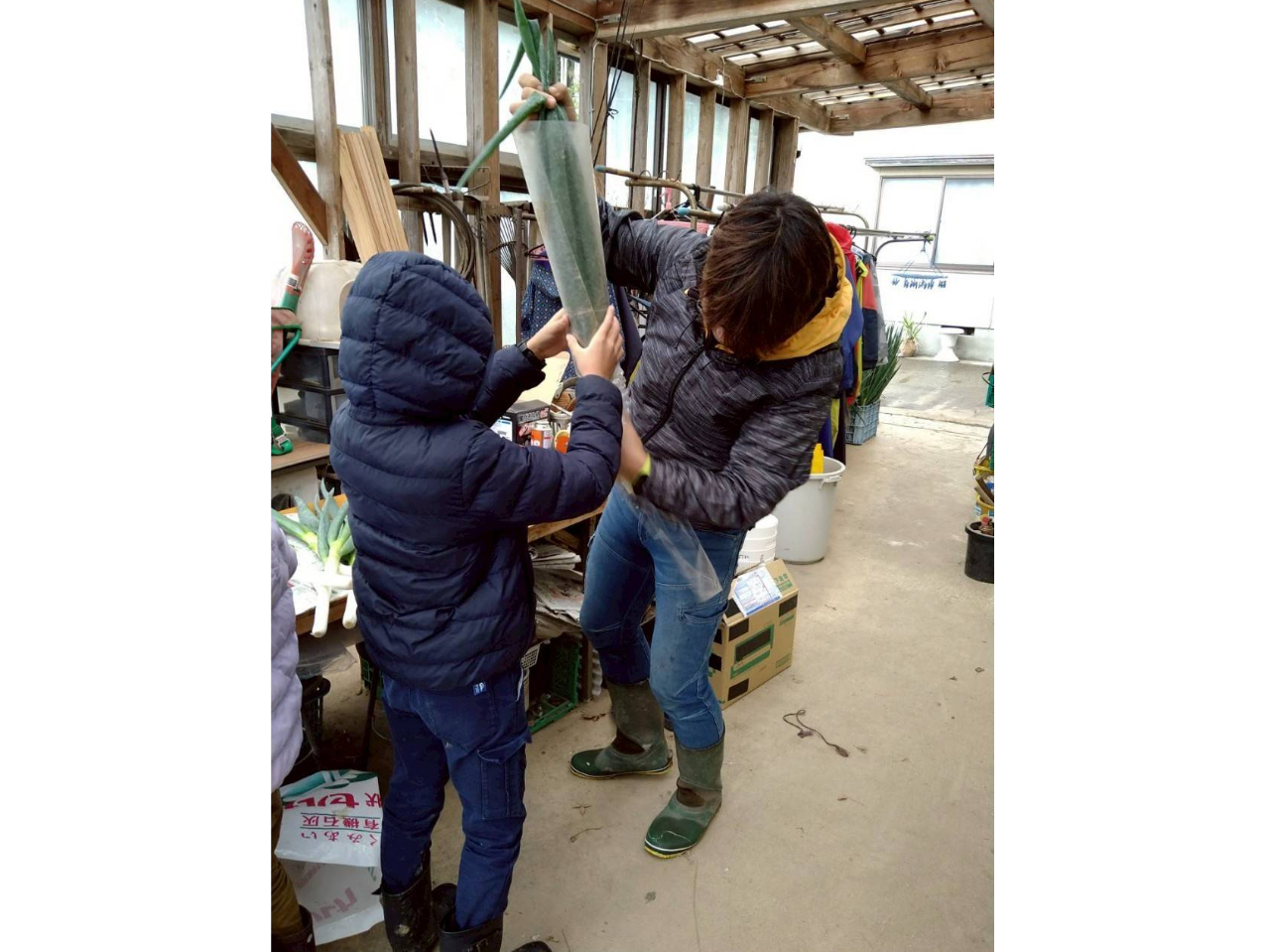 収穫した野菜を「スーパーで販売しているような状態」に袋詰め!