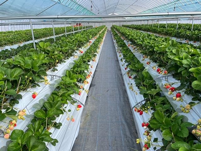 ユニバーサル仕様のハウスです。広々とした通路でいちご狩りをお楽しみ頂けます♪ベビーカー、車椅子も入れます。