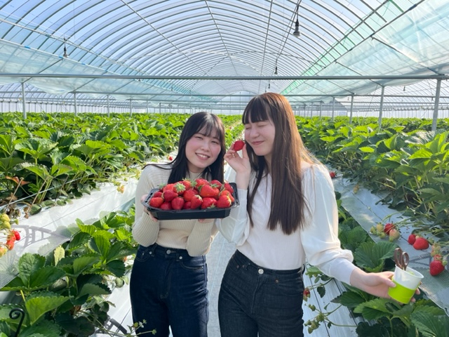 〜soil select farm〜 心をこめていちごを育てています。小さなお子様から大人まで楽しめる多段式高設栽培で、楽しいいちご狩りを体験してください♪