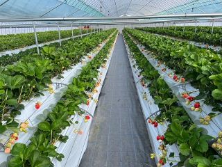 ユニバーサル仕様のハウスです。広々とした通路でいちご狩りをお楽しみ頂けます♪ベビーカー、車椅子も入れます。