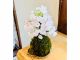 一才桜の苔玉