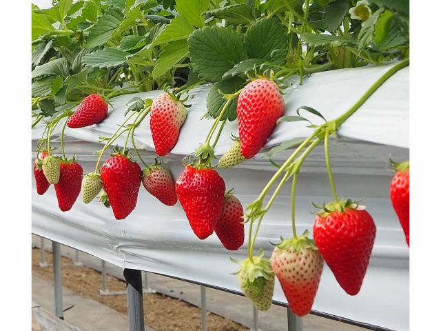 いちご狩り 30分間 章姫 あきひめ 紅ほっぺを栽培 カップル ファミリー 初めての方もオススメ コロナ対策あり いちご縁中川 じゃらん遊び体験 いちご狩り 30分間 章姫 あきひめ 紅ほっぺを栽培 カップル ファミリー 初めての方もオススメ コロナ対策あり いちご縁中川 じゃらん遊び体験