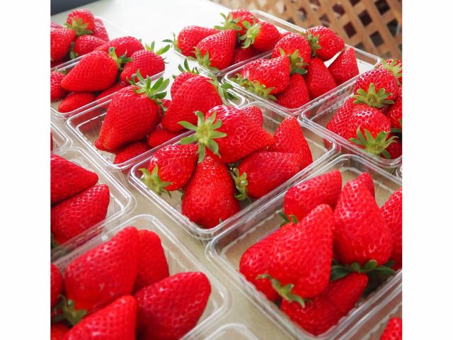 いちご狩り 30分間 章姫 あきひめ 紅ほっぺを栽培 カップル ファミリー 初めての方もオススメ コロナ対策あり いちご縁中川 じゃらん遊び体験 いちご狩り 30分間 章姫 あきひめ 紅ほっぺを栽培 カップル ファミリー 初めての方もオススメ コロナ対策あり いちご縁中川 じゃらん遊び体験