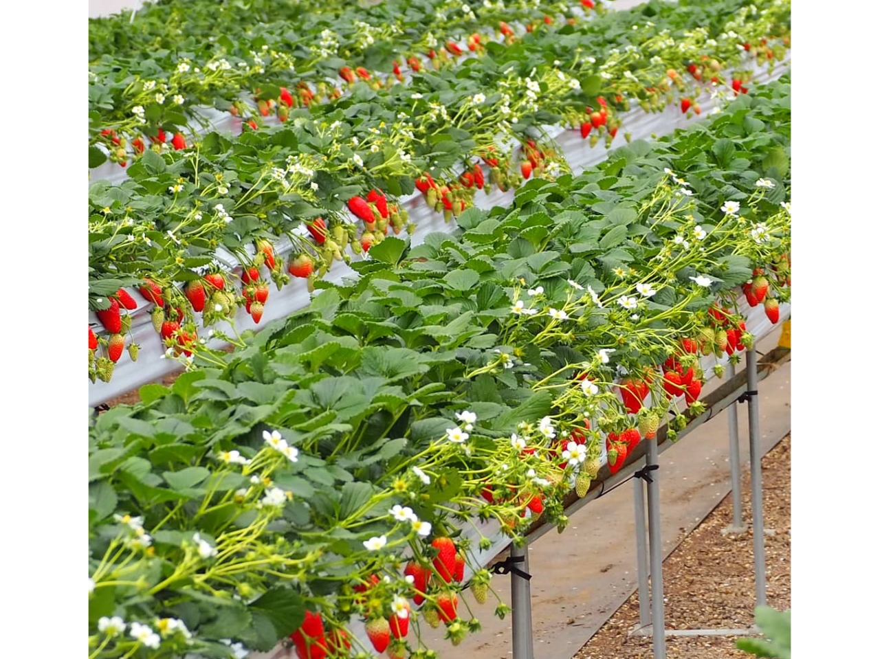 ݍ͔|ł܂yɂ肪y߂܂