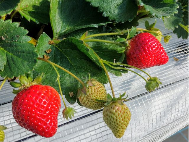 12月11日 糸島 あまおう さがほのかの45分間の食べ放題 糸島ドライブにはうってつけのいちご狩り さくらファーム じゃらん遊び体験 12月11日 糸島 あまおう さがほのかの45分間の食べ放題 糸島ドライブにはうってつけのいちご狩り さくらファーム じゃらん遊び体験