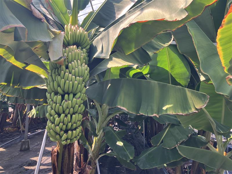 \\あなたも糸島のバナナ園オーナー//丸々1株、約150本程度を独り占め!緑に海...