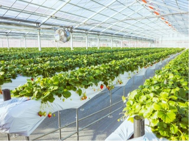 1800㎡の広い園内では、やよいひめを中心にイチゴ狩りのお客様向けに、かおりの、あきひめ、はるひ、すず、オリジナルジューシー、スターナイトを栽培しております